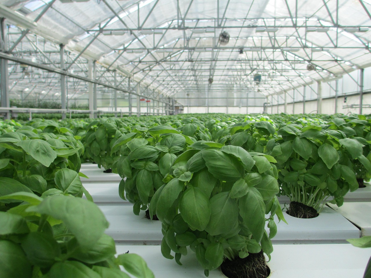 Impianto idroponico domestico con verdure fresche