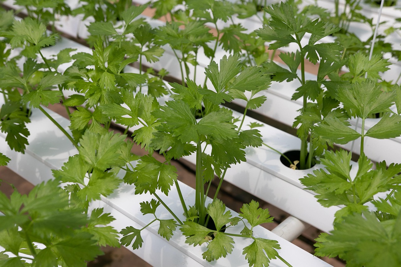 Sistema idroponico domestico con basilico e insalata che cresce sotto luci LED